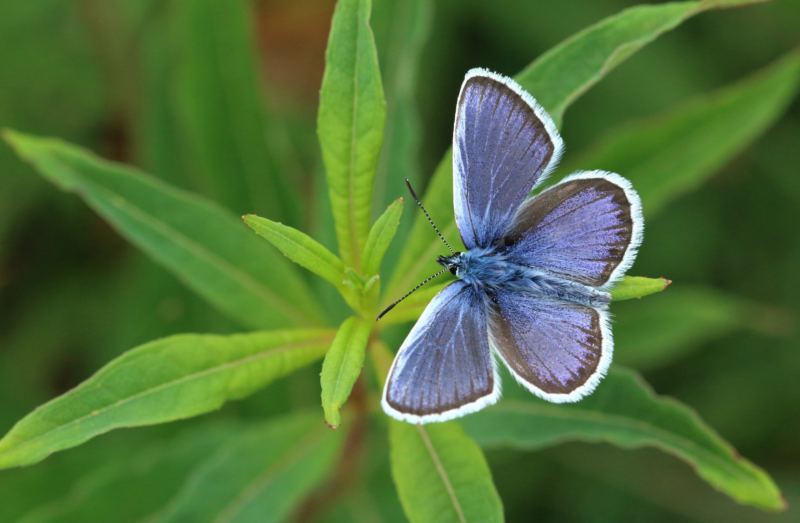 silver-studded blue butterfly resting on a plant