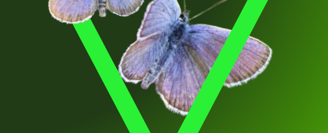 Silver-studded Blue butterflies fly through a green triangle against a graded green background. The strapline reads "Double the difference", with the Ashdown Forest Foundation, Earth Raise and Big Give logos