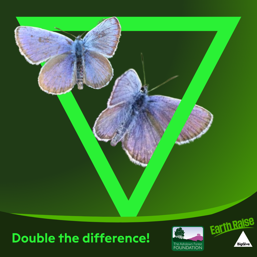 Silver-studded Blue butterflies fly through a green triangle against a graded green background. The strapline reads "Double the difference", with the Ashdown Forest Foundation, Earth Raise and Big Give logos