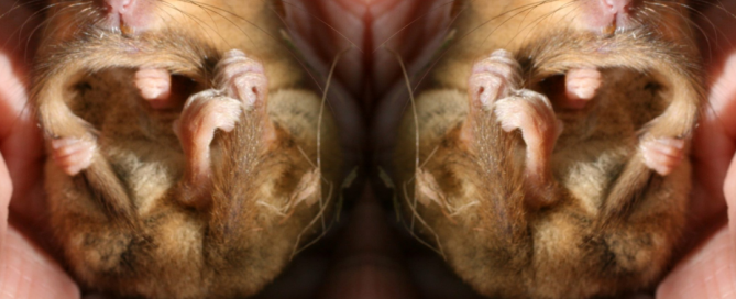 A doubled image of a dormouse sleeping in a hand, overlaid with the Ashdown Forest Foundation, Big Give and Earth Raise logos. The strapline reads "your donations, doubled!"