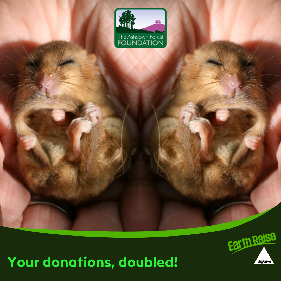 A doubled image of a dormouse sleeping in a hand, overlaid with the Ashdown Forest Foundation, Big Give and Earth Raise logos. The strapline reads "your donations, doubled!"