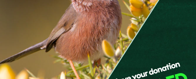 A Dartford warbler sitting on a gorse bush. The image is split diagonally with a black background in the lower left and the tag "Have your donation doubled at BigGive.org"