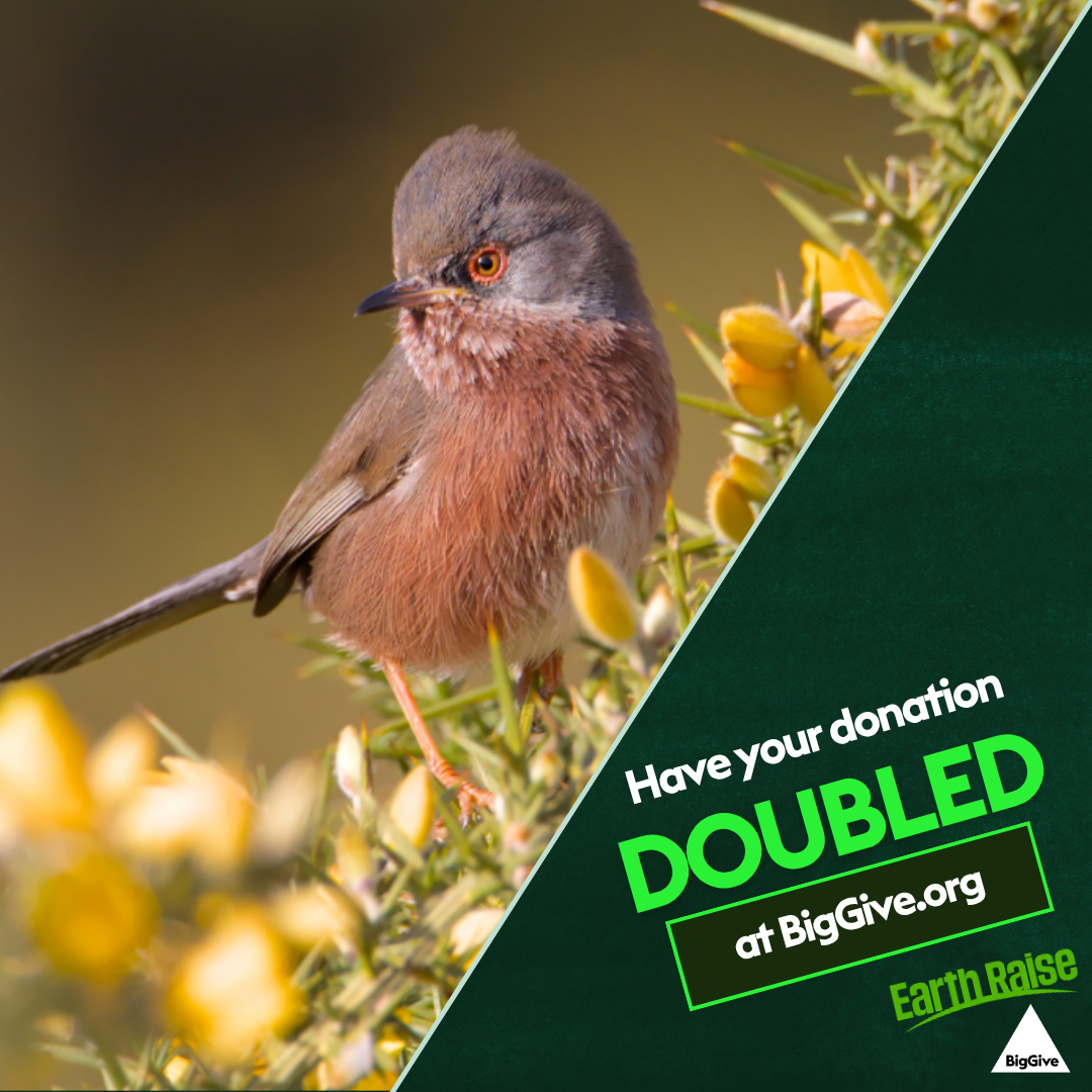 A Dartford warbler sitting on a gorse bush. The image is split diagonally with a black background in the lower left and the tag "Have your donation doubled at BigGive.org"