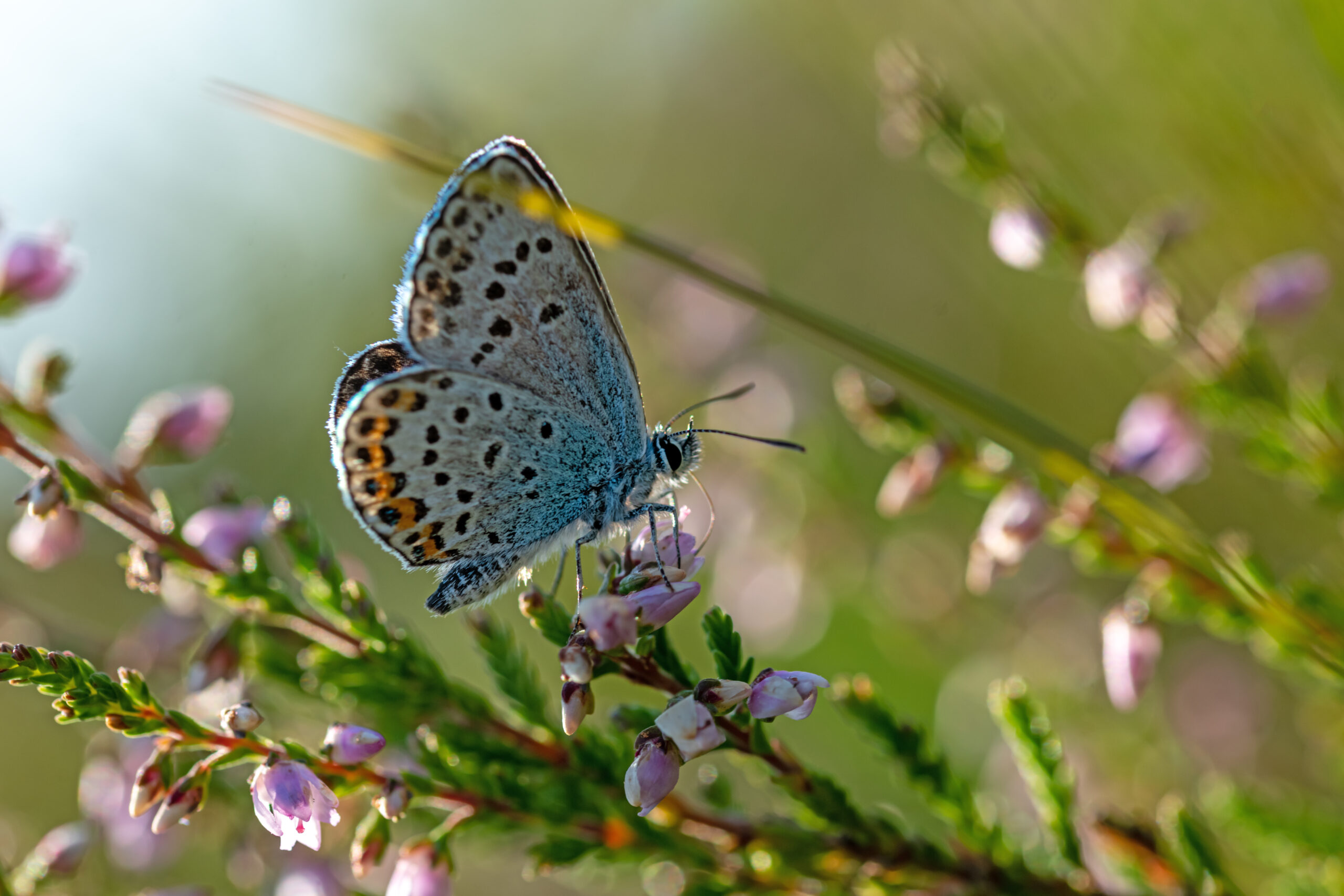 Side-shot-of-a-silver-studded-blue-butterfly-on-a-heather-flower-in-the-sunshine