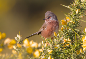 A Dartford warbler sits on a yellow-flowering gorse bush